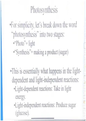 Photosynthesis and Cellular Respiration Overview