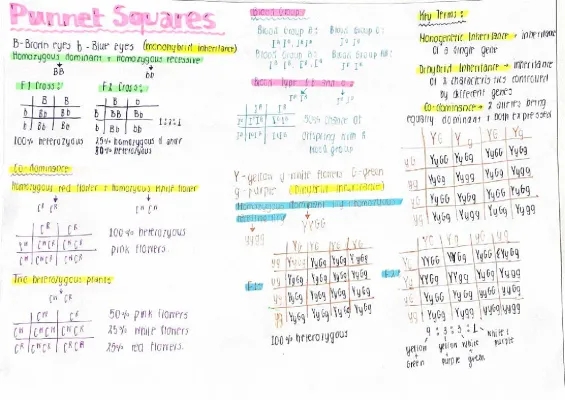 patterns of inheritance ~ punnet squares 