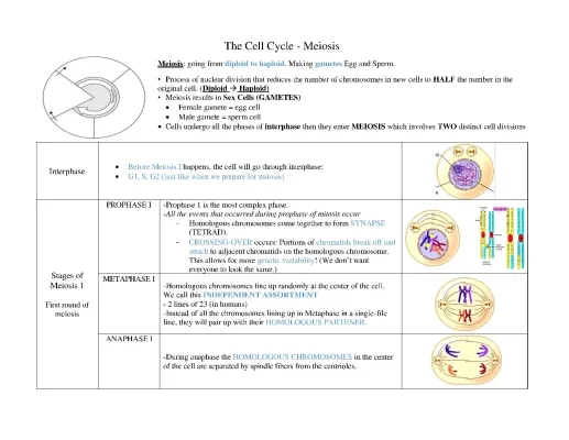 cell cycle notes 