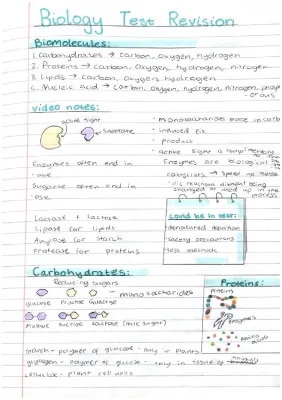 Fun Experiments: How Temperature and Amylase Work Together!