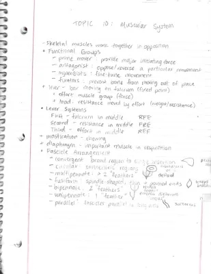 A&P Topic 10 Muscular System Overview - Easy Guide