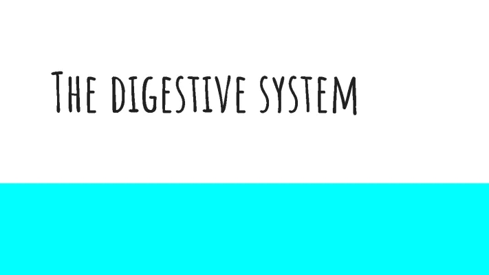 The Digestive System Presentation