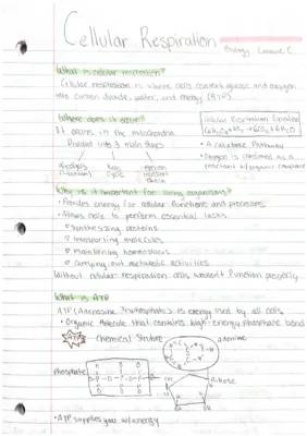 Discover How Glycolysis and Cellular Respiration Make Energy