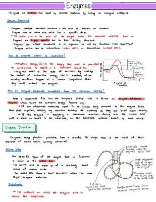 What Are Enzymes and How Do They Make Reactions Happen Fast?