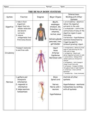 11 body systems 