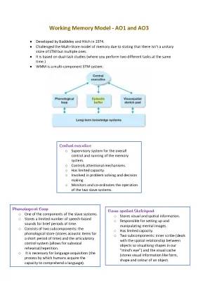 Working Memory Model: AO1, AO3, and Baddeley & Hitch's Cool Experiments