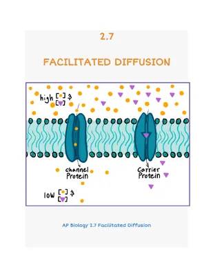 2.7 Facilitated Diffusion