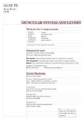 GCSE PE Muscular System Fun: Quizzes, Worksheets & Crazy Lever Systems!