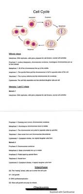 cell cycle - mitosis - meiosis 