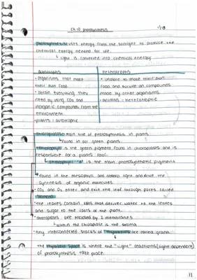 Photosynthesis: Diagram, Equation, and Importance