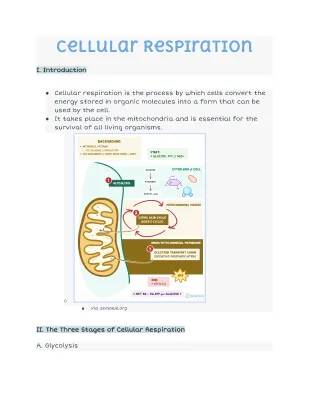 All About Cellular Respiration: Stages, Diagrams, and Equations