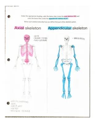 Skeletal System Diagrams