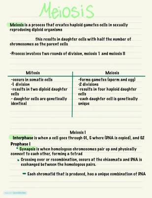 Meiosis: Cell Division Process