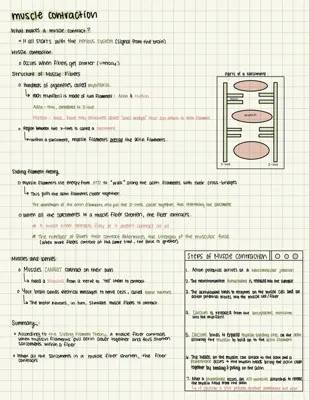 Muscle Contraction