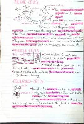 How Nerve, Muscle, and Ciliated Cells Work in Your Body!