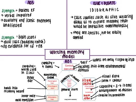 Working Memory Model: Strengths, Weaknesses, and Clive Wearing's Story