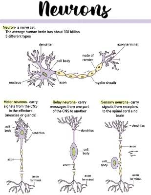 Neuron Structure and Function: Types and Diagrams for Kids