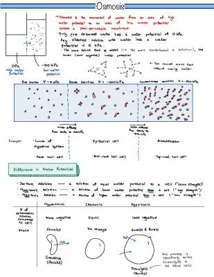 Osmosis in Plant and Animal Cells: Effects and Examples