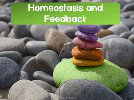 Understanding Homeostasis: Examples and the Difference Between Positive and Negative Feedback