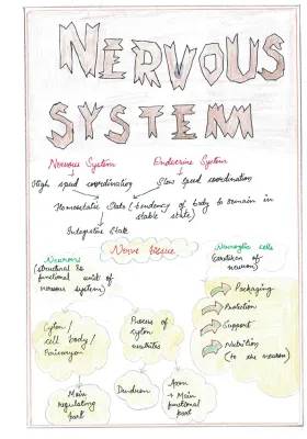 Detailed Notes on Nervous System PDF: Anatomy, Functions, and Action Potential