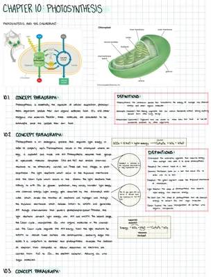 How Photosynthesis Happens in Plants: Easy Guide!