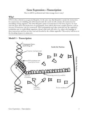 Gene Expression-Transcription