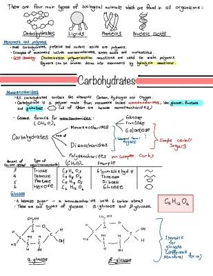 Understanding Carbohydrate Polymers: Examples and Functions