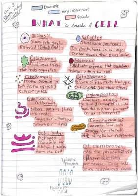 Cell Study Guide: Doodle Notes on Components, Differences, and Functions