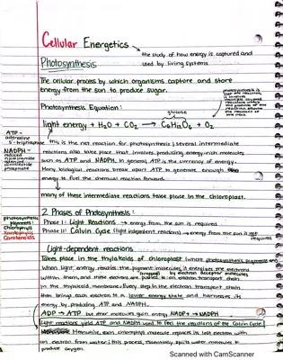 Photosynthesis Fun: ATP, NADPH, and the Magic of Photosystems!