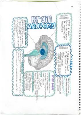 anatomy doodle notes