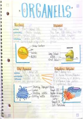 Fun with Cell Parts: Nucleus and Endoplasmic Reticulum Adventures!