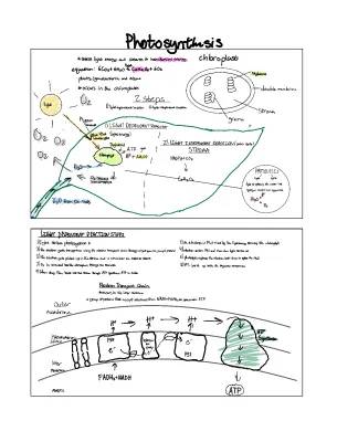 Photosynthesis Notes - Honors Biology 9-10