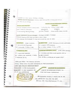 How Do Cells Get Energy? Aerobic and Anaerobic Respiration Explained