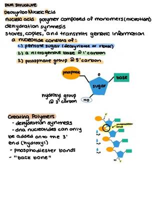 What is DNA? Learn About Deoxyribonucleic Acid, Nucleotides, and Nitrogenous Bases!