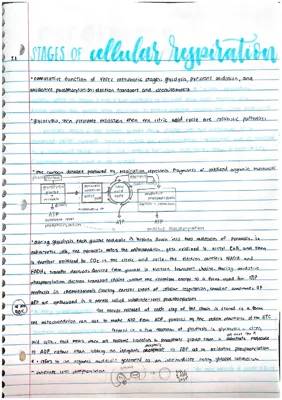 How Cells Get Energy: Glycolysis and the Electron Transport Chain