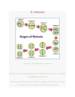 Meiosis: How It Helps Cells and Makes Us Unique!