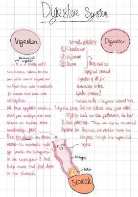 How Your Tummy Works: Enzymes and Nutrients