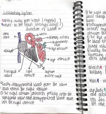 How Blood Travels: From Heart to Lungs and Back