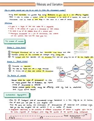 Understanding Meiosis: Stages, Chromosomes, and Genetic Variation