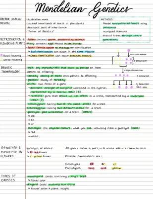 Fun with Flower Genes: Mendel's Pea Plant Adventure