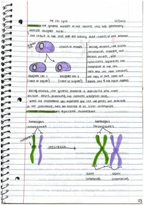 Understanding Mitosis and Cell Cycle: A Guide to Genetic Material Duplication and Division