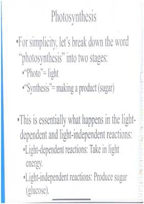 All About Photosynthesis: Light-Dependent Reactions, Electron Transport Chain, and the Calvin Cycle