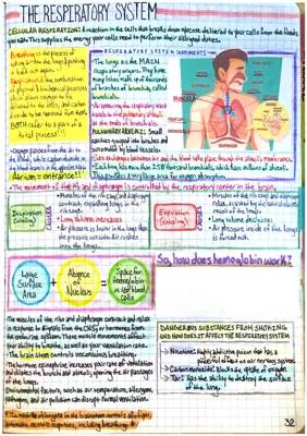 The Respiratory System