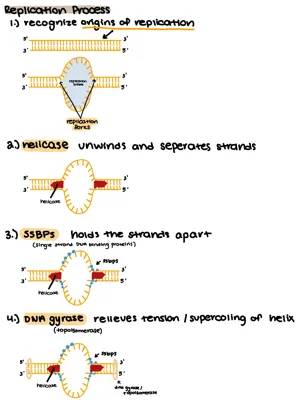 Simple Guide: 7 Steps of DNA Replication and Primer Design