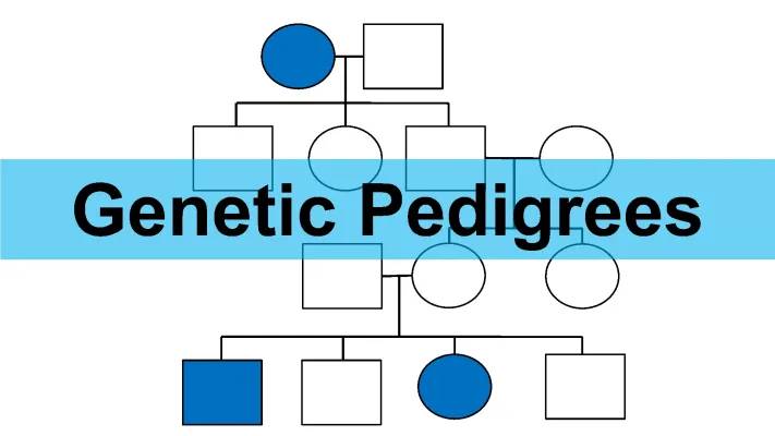 Genetic Pedigrees w/ Practice Quiz 2023 PDF