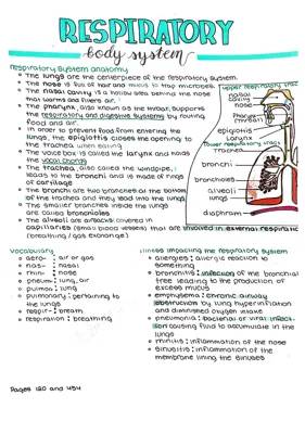 How Your Respiratory System Works and Stays Healthy