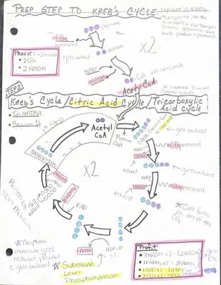 AP Biology Citric Acid Cycle (Kreb's Cycle)