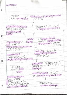 Plant and Animal Cell Fun Diagrams and Easy Answers!