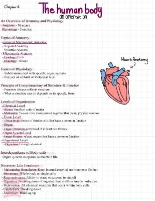 College Level Anatomy and Physiology Chapter 1 Study Guide PDF: Learn About Human Body Parts, Functions, and Levels of Organization