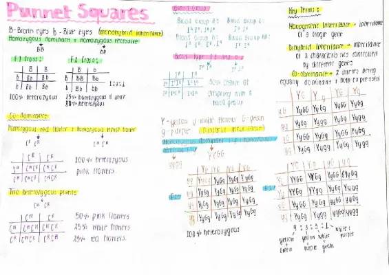 Let's Learn Punnett Squares: Inheritance, Co-Dominance, and More!